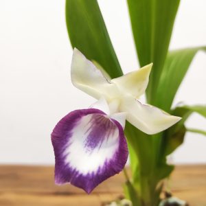 Cochleanthes