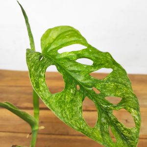 Monstera Obliqua 'Leichtlinii' Mint