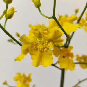 Oncidium 'Yellow Heart'