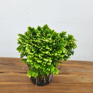 Selaginella Martensii 'Jori'