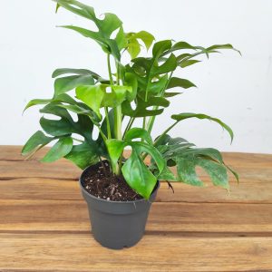 Rhaphidophora Tetrasperma 'Marmer'