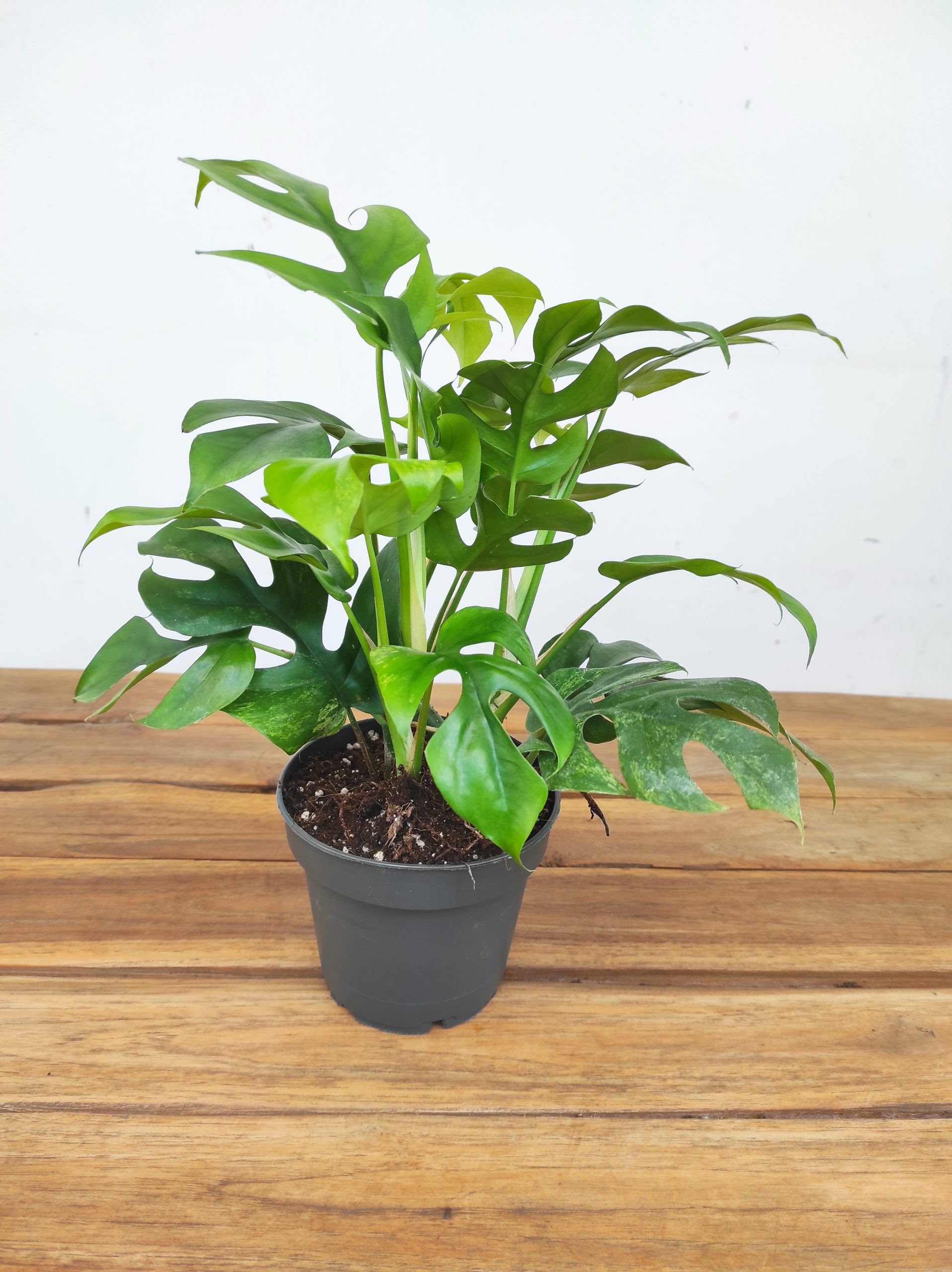 Rhaphidophora Tetrasperma 'Marmer'