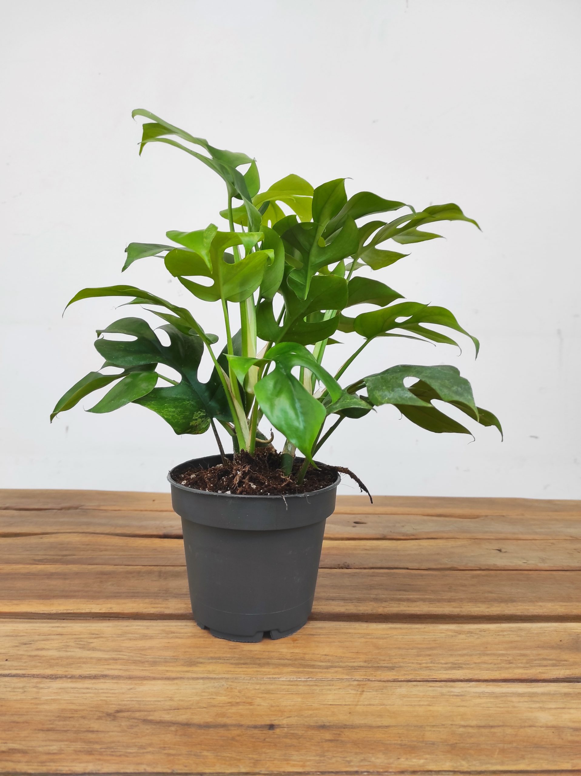 Rhaphidophora Tetrasperma 'Marmer' - Image 2