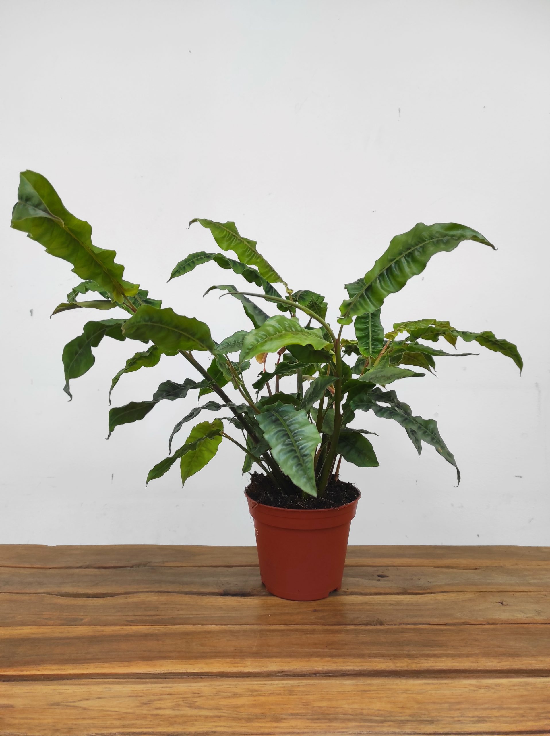 Alpinia Rugosa - Image 2