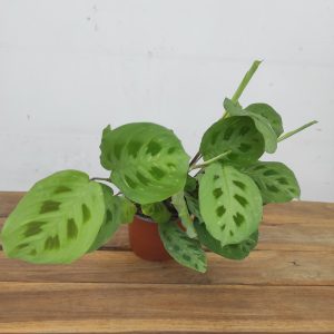 Maranta leuconeura 'Kerchoveana'