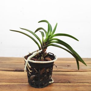 Vanda Falcata – Sem flor