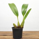 Maxillaria Longipetala - Sem Flor
