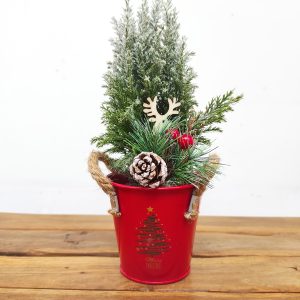 Chamaecyparis Lawsoniana - C/ Balde Zinco