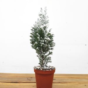 Chamaecyparis Lawsoniana - Com Neve