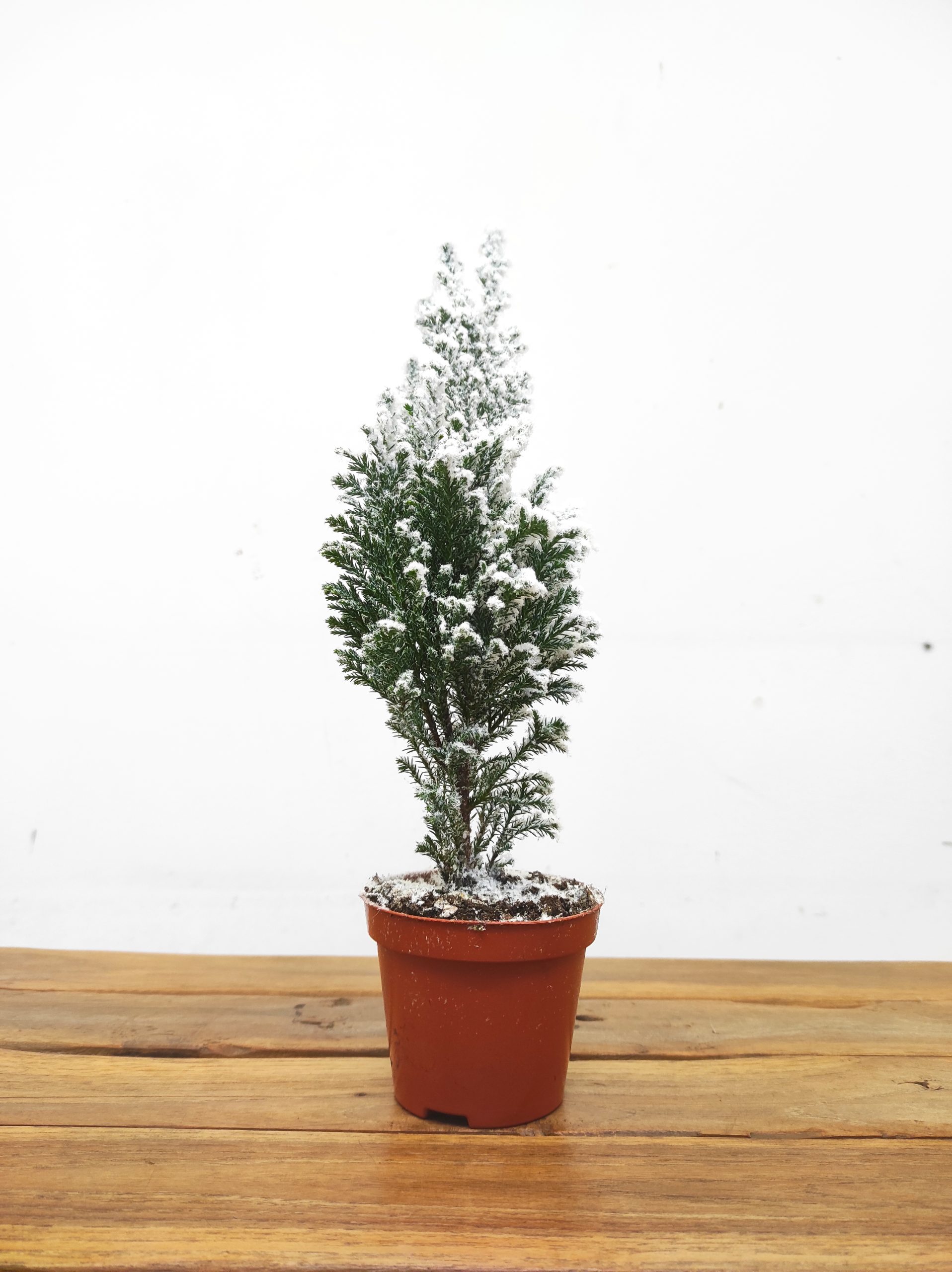 Chamaecyparis Lawsoniana - Com Neve