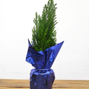 Chamaecyparis Lawsoniana - Embrulhado