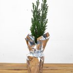 Chamaecyparis Lawsoniana - Embrulhado
