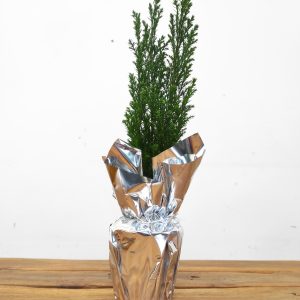 Chamaecyparis Lawsoniana - Embrulhado
