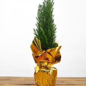 Chamaecyparis Lawsoniana - Embrulhado