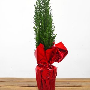 Chamaecyparis Lawsoniana - Embrulhado