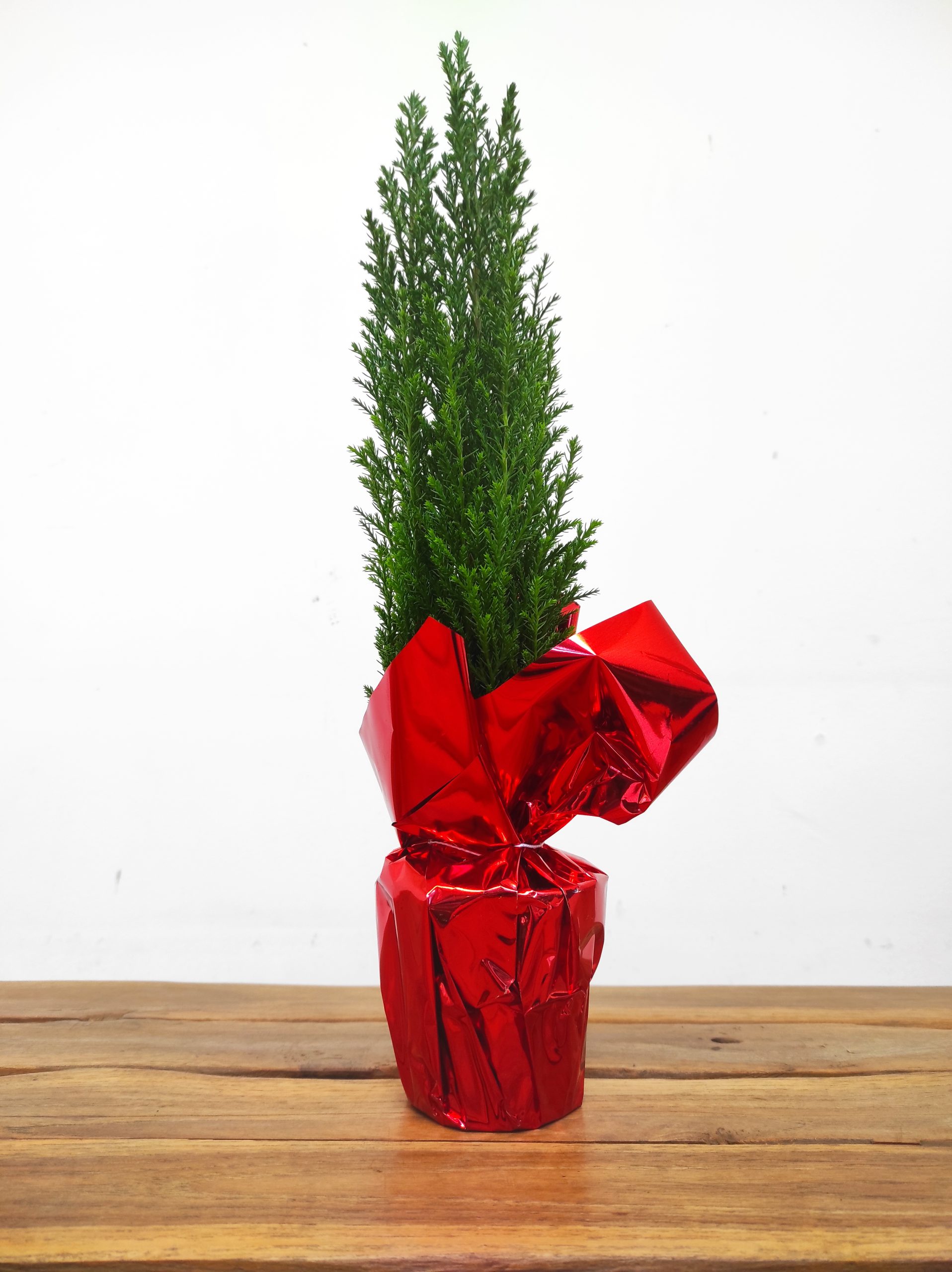 Chamaecyparis Lawsoniana - Embrulhado