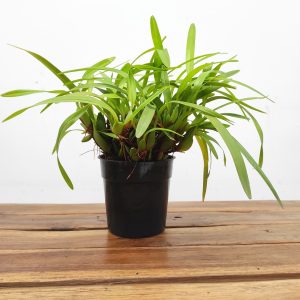 Maxillaria Variabilis