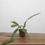 LC. Eximia – Sem flor