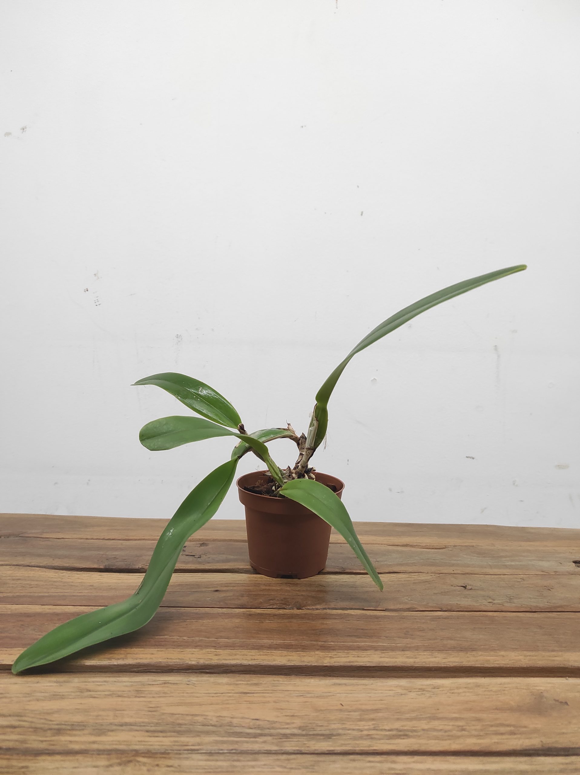 LC. Eximia – Sem flor