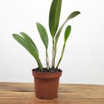 BLC. Veronica Serra – Sem flor