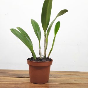 BLC. Veronica Serra – Sem flor