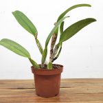 LC. STC 263 – Sem flor