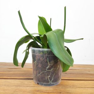 Phalaenopsis V.17 - Sem Flor