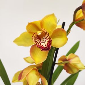 Cymbidium 'Big Yellow' V. 14 - 2 Hastes