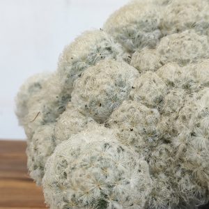 Mammilaria Plumosa Nuvella XXXL