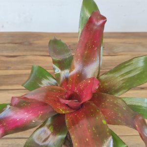 Neoregelia Galaxy