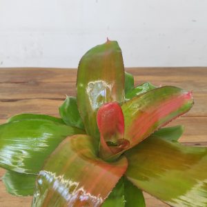 Neoregelia Scandor