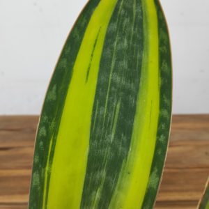 Sansevieria Masoniana Variegata
