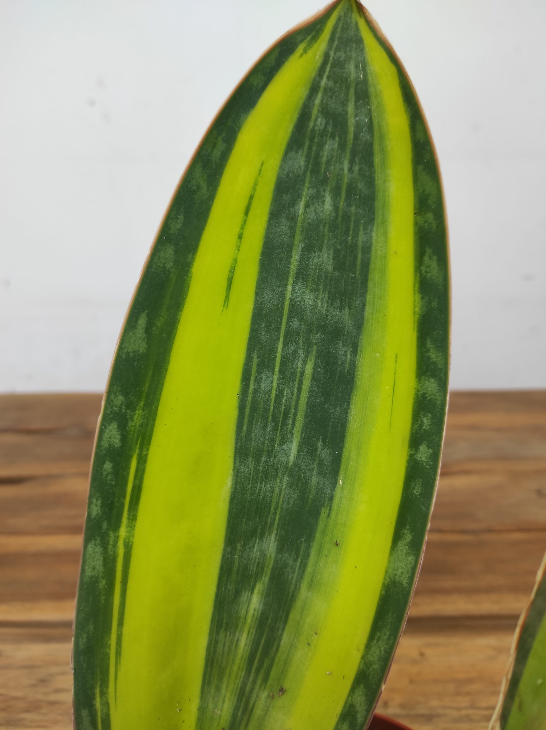 Sansevieria Masoniana Variegata