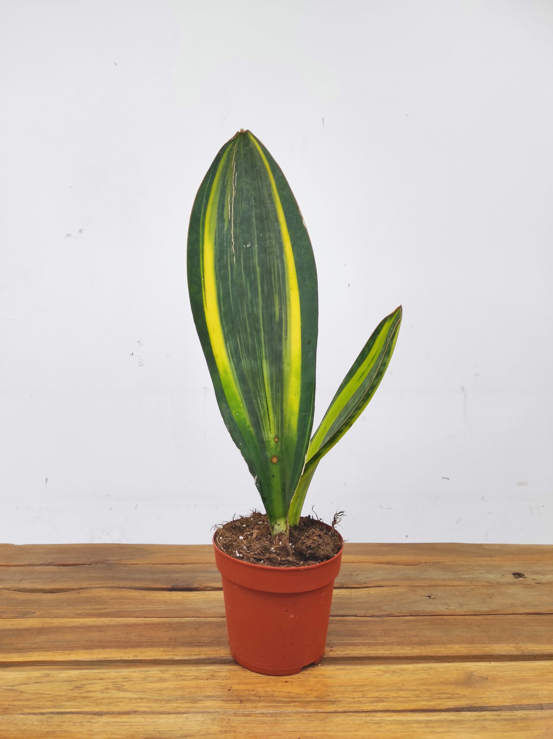 Sansevieria Masoniana Variegata - Image 2