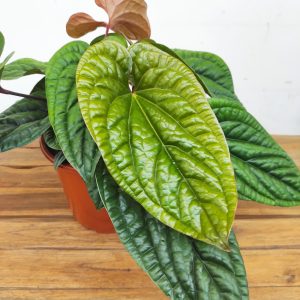 Anthurium Luxurians x Radicans