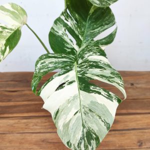 Monstera Deliciosa Variegata