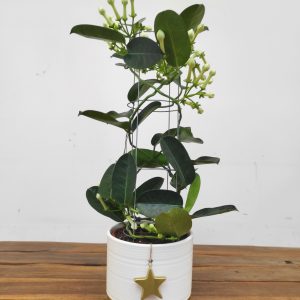 Stephanotis Floribunda C/ Vaso