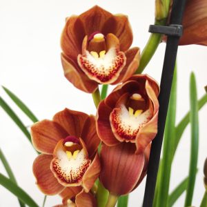 Cymbidium 2 hastes