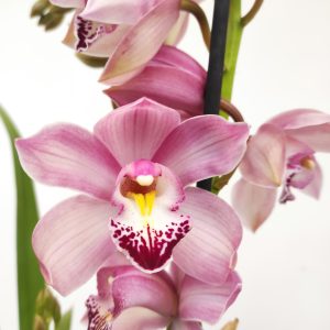 Cymbidium 2 hastes