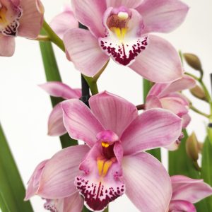 Cymbidium 3 hastes