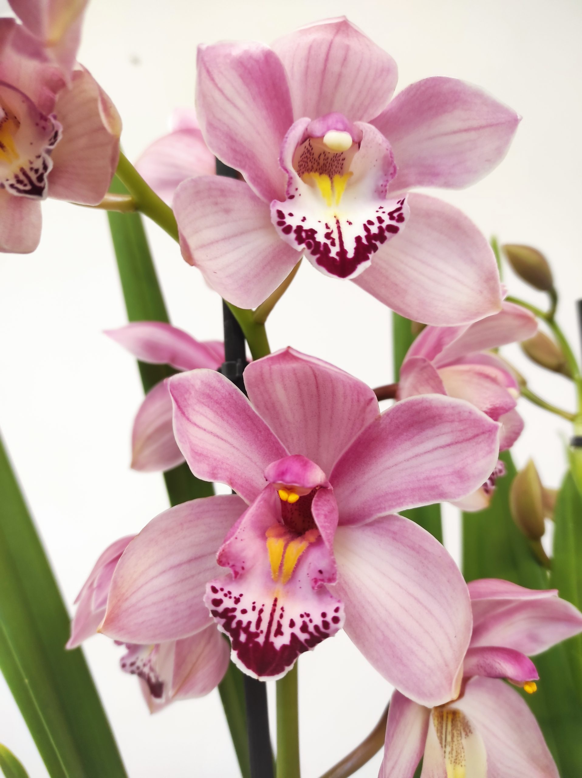 Cymbidium 3 hastes