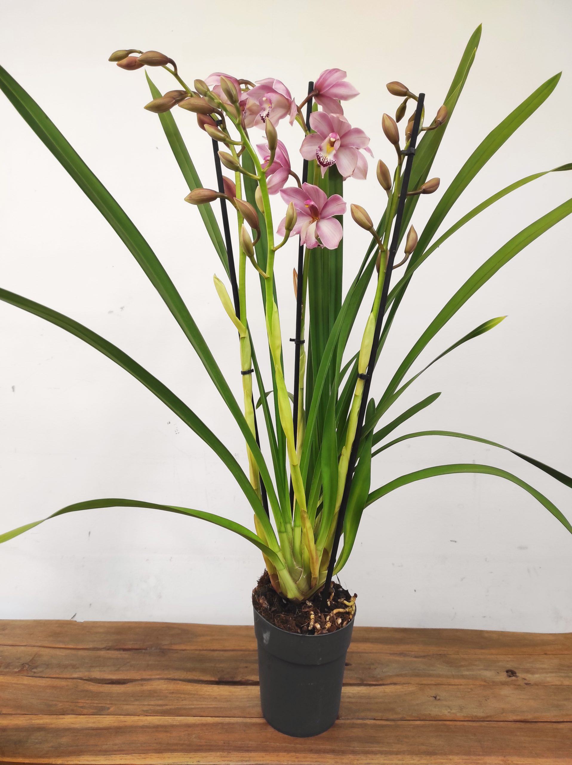 Cymbidium 3 hastes - Image 2