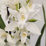 Cymbidium 1-2 Hastes