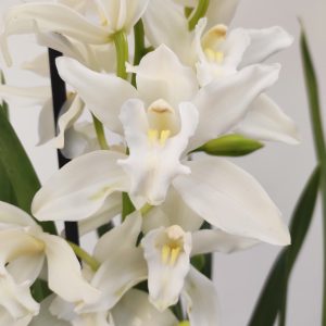 Cymbidium 1-2 Hastes