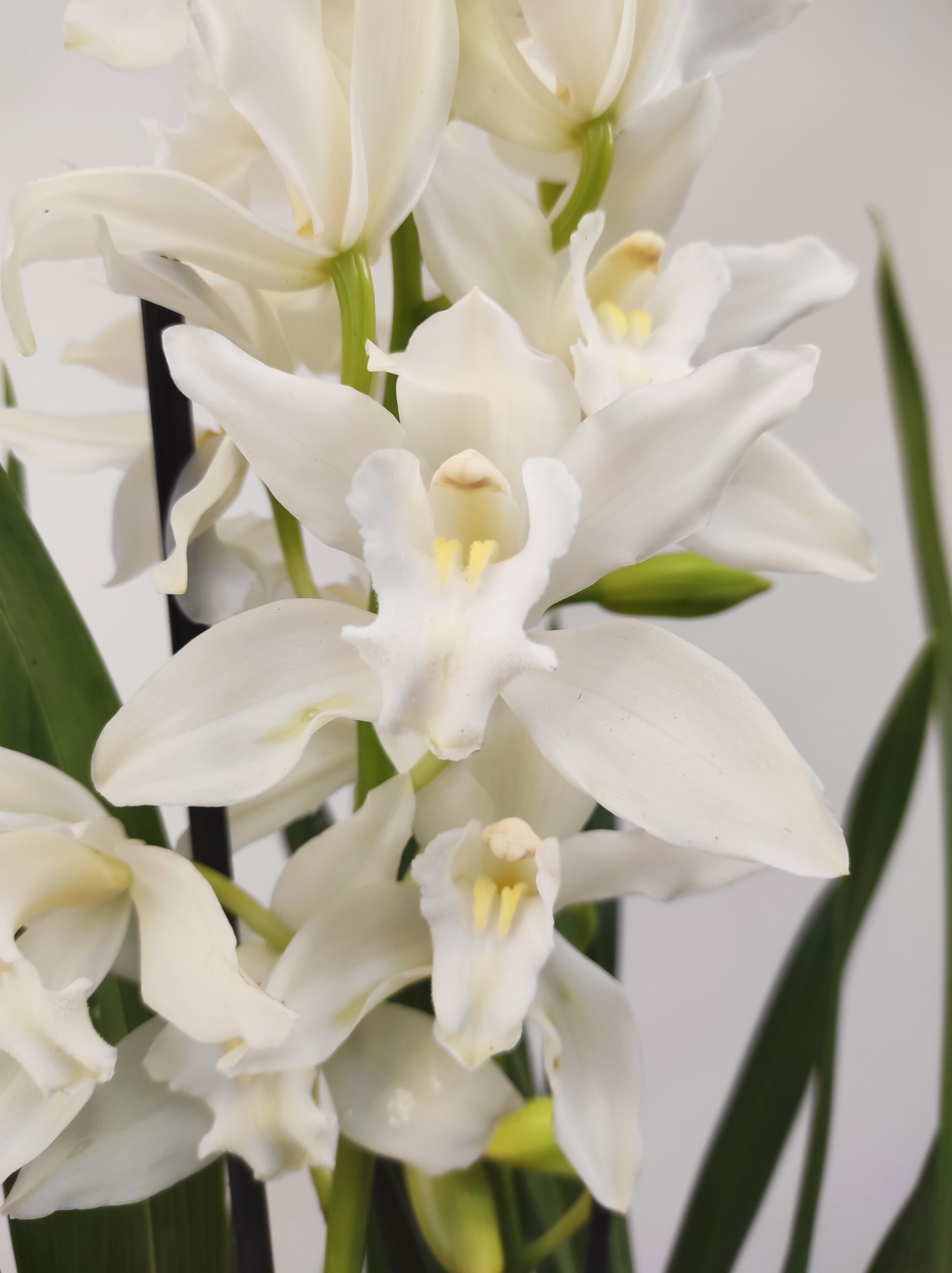 Cymbidium 1-2 Hastes