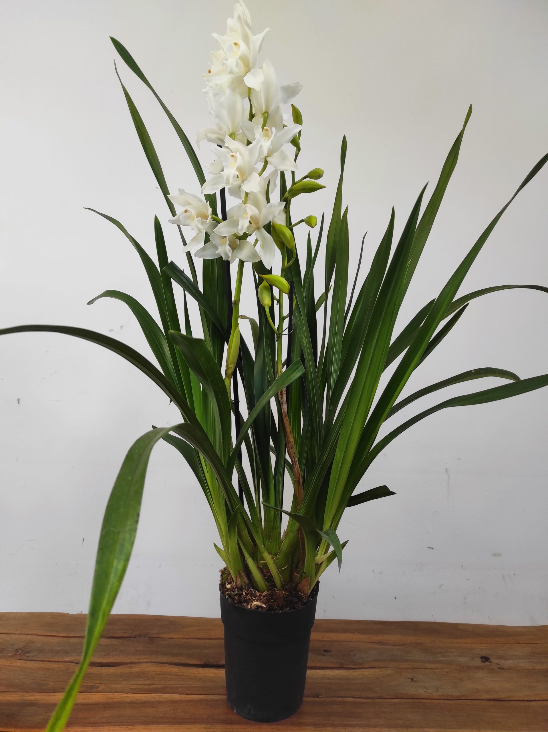Cymbidium 1-2 Hastes - Image 2