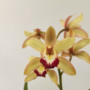 Cymbidium V.14