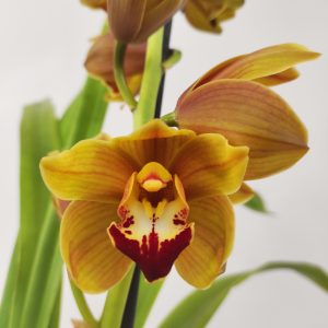 Cymbidium V.14