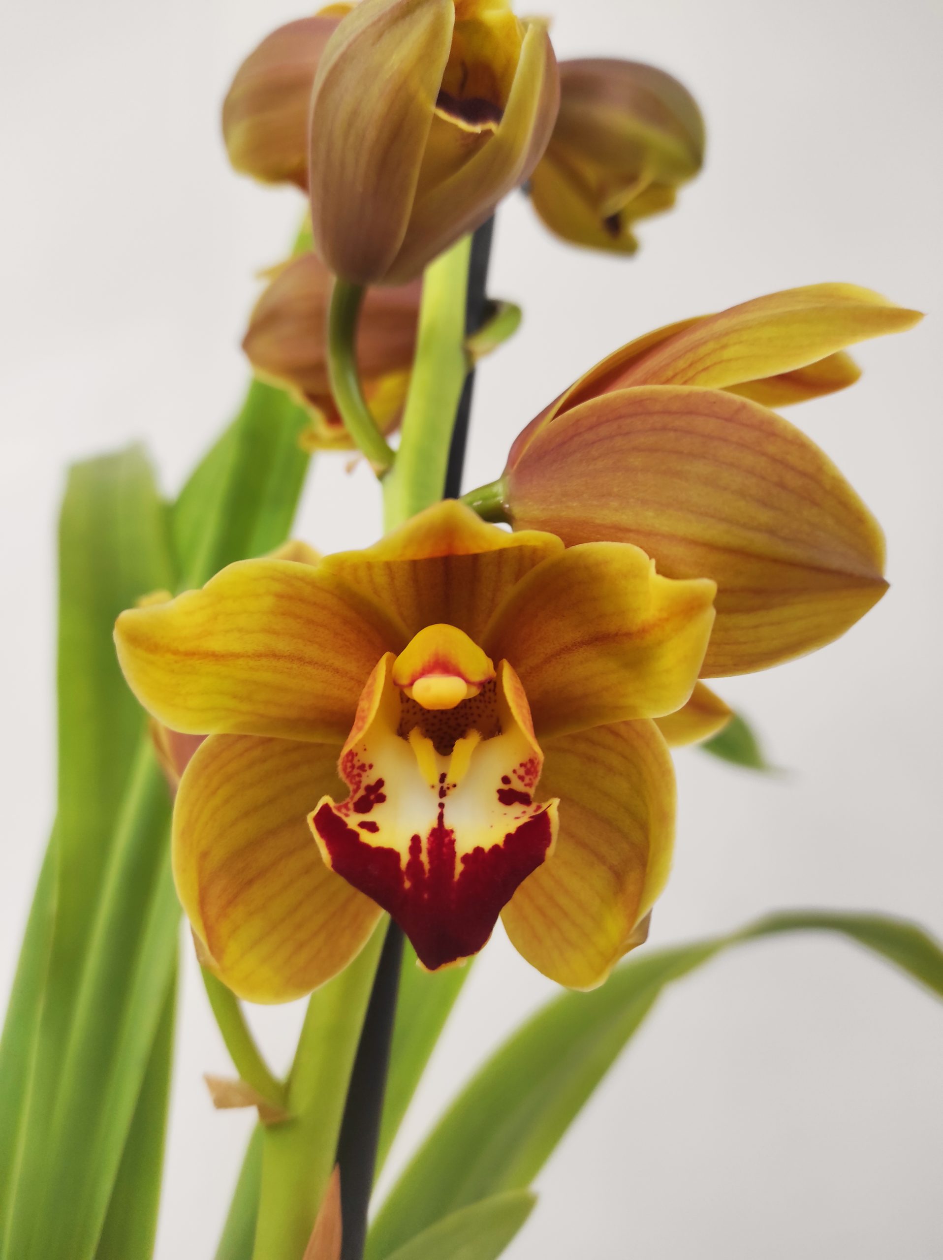 Cymbidium V.14