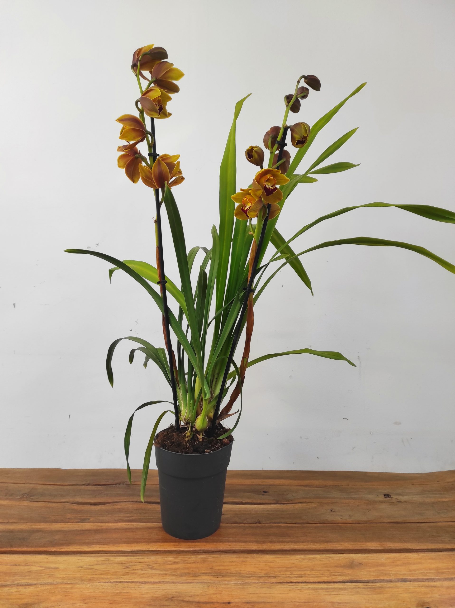 Cymbidium V.14 - Image 2